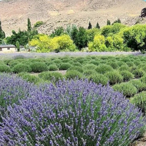 Lavanda 5L