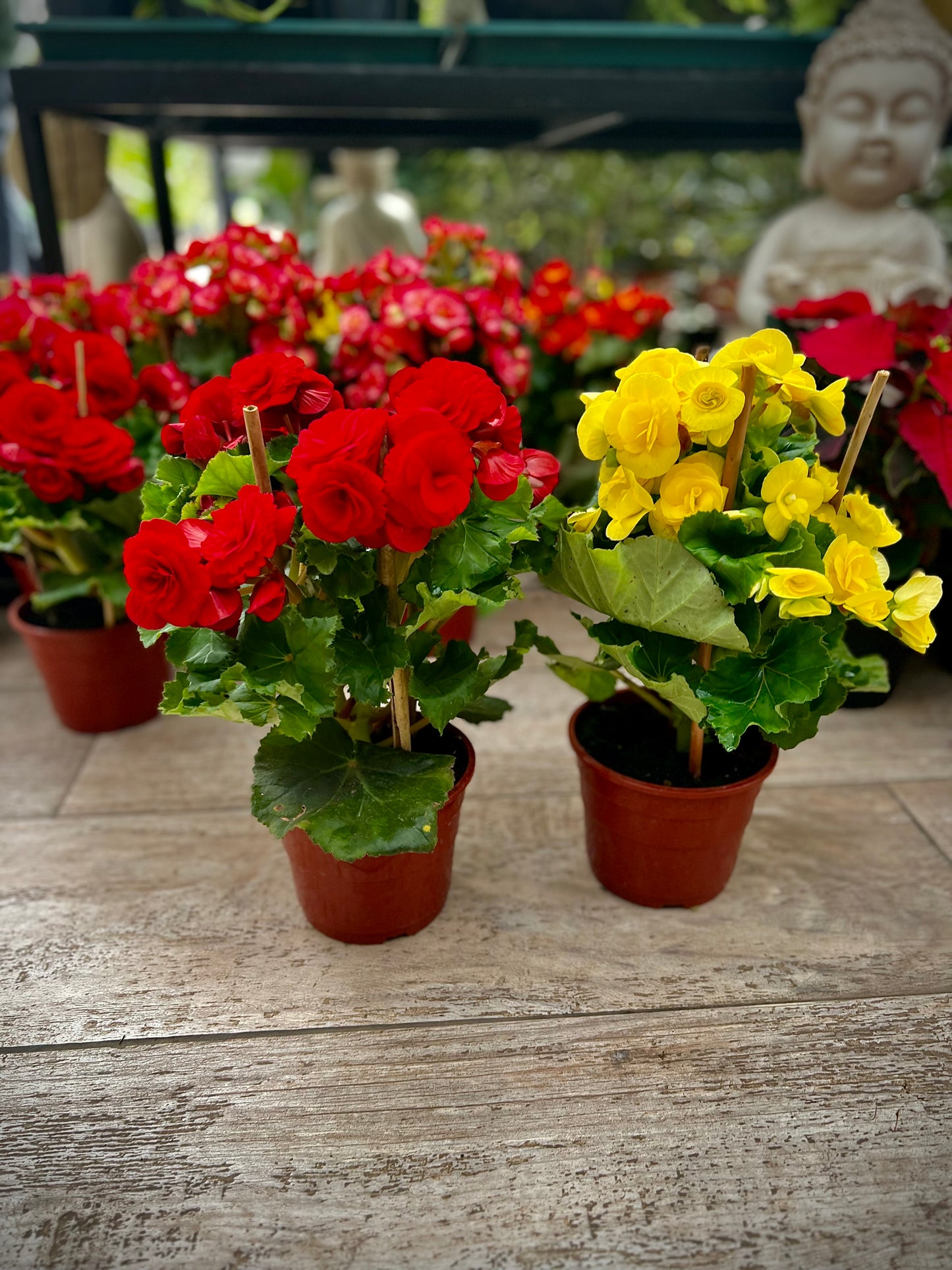 Begonia Elatior