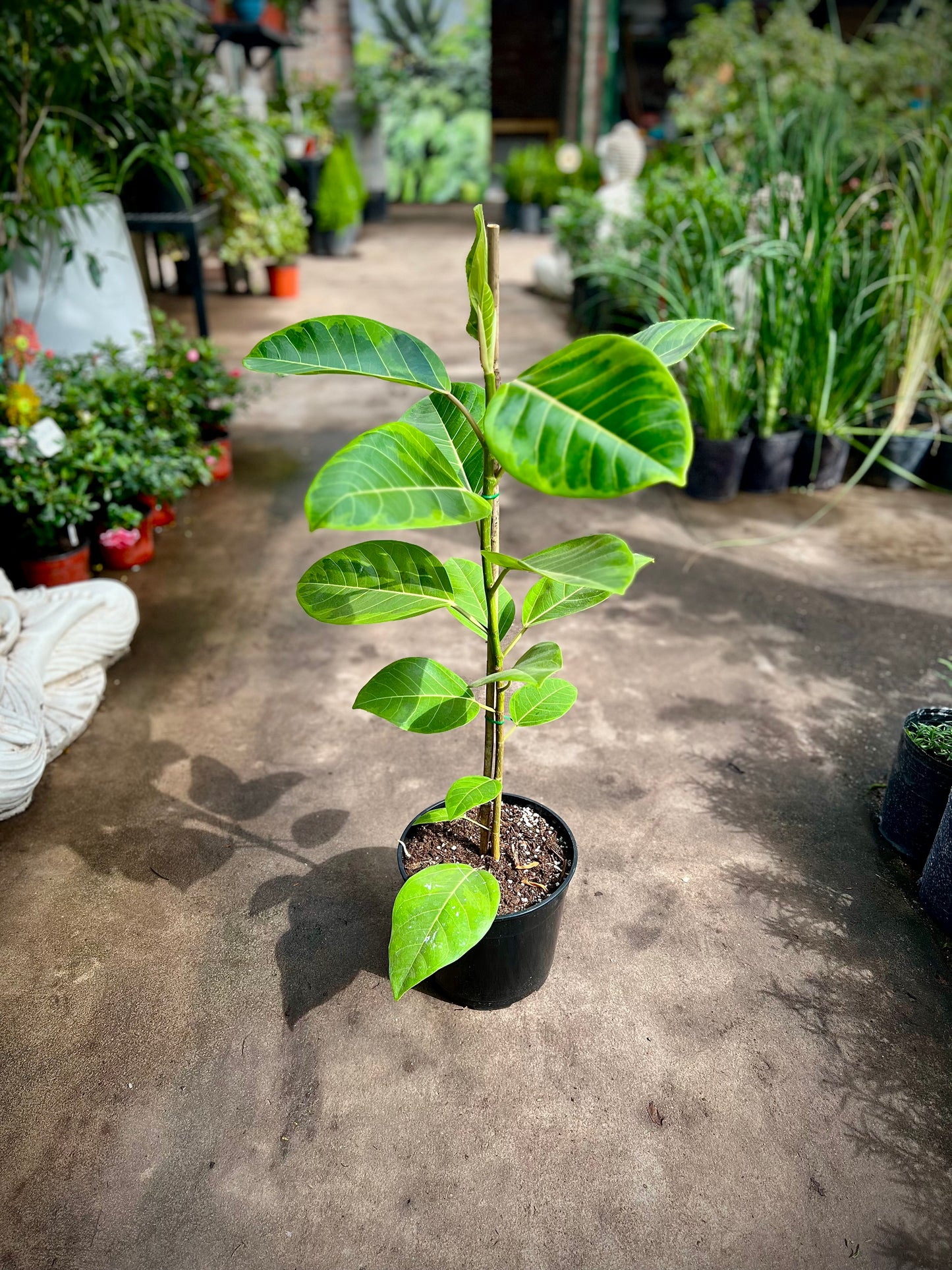 Gomero Altissima M19