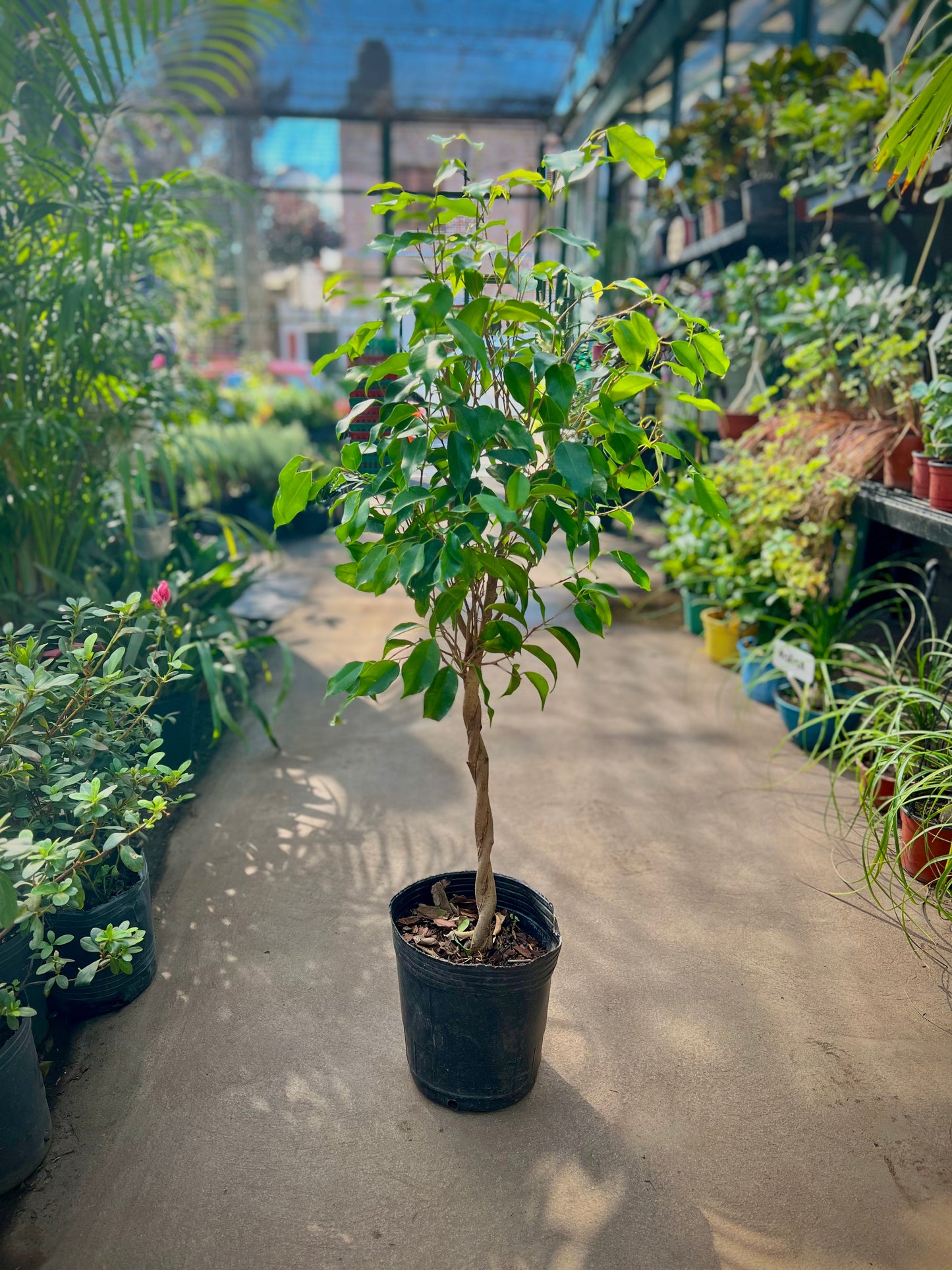 Ficus Trenzado 5L