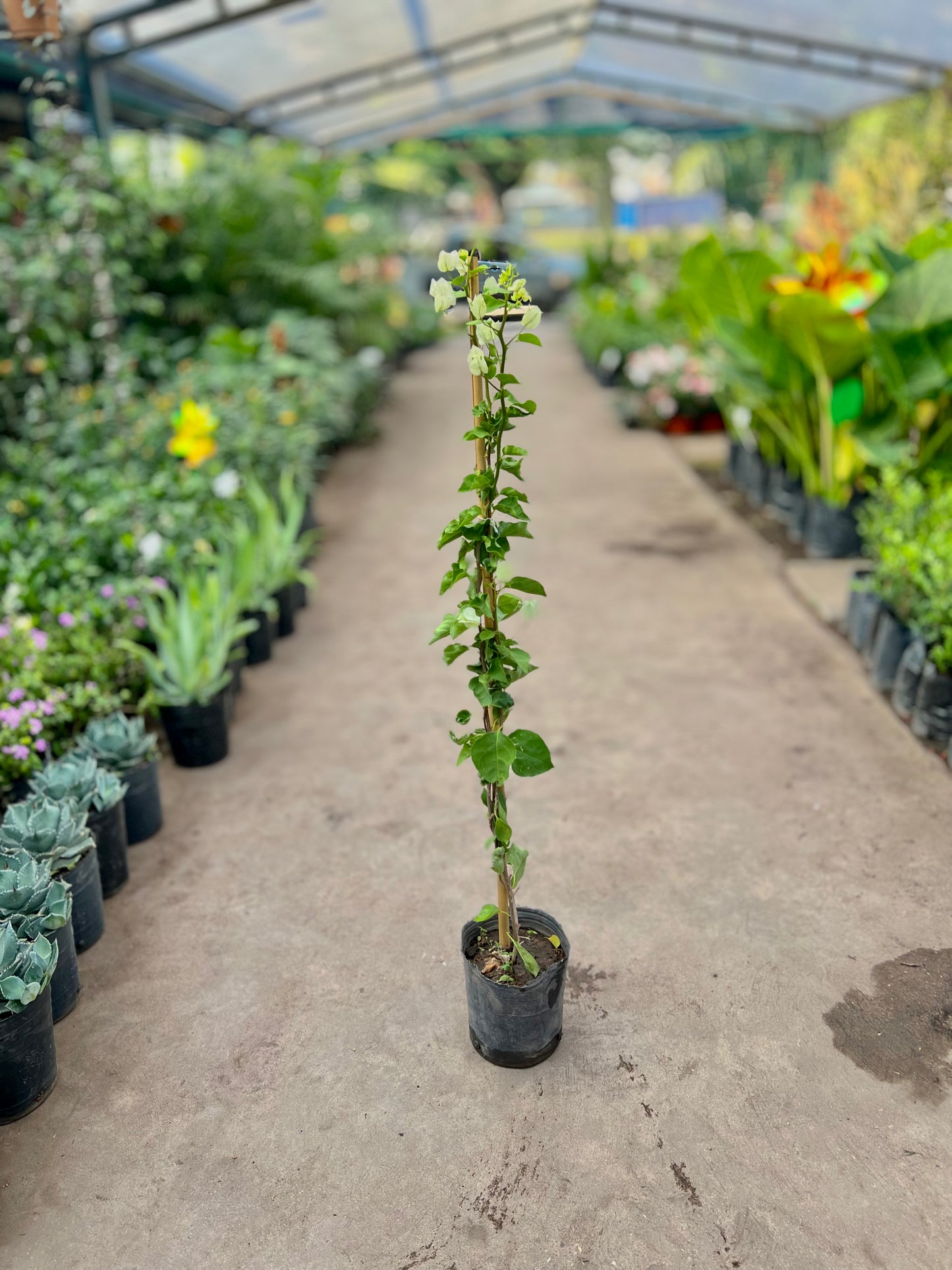Santa Rita 3L