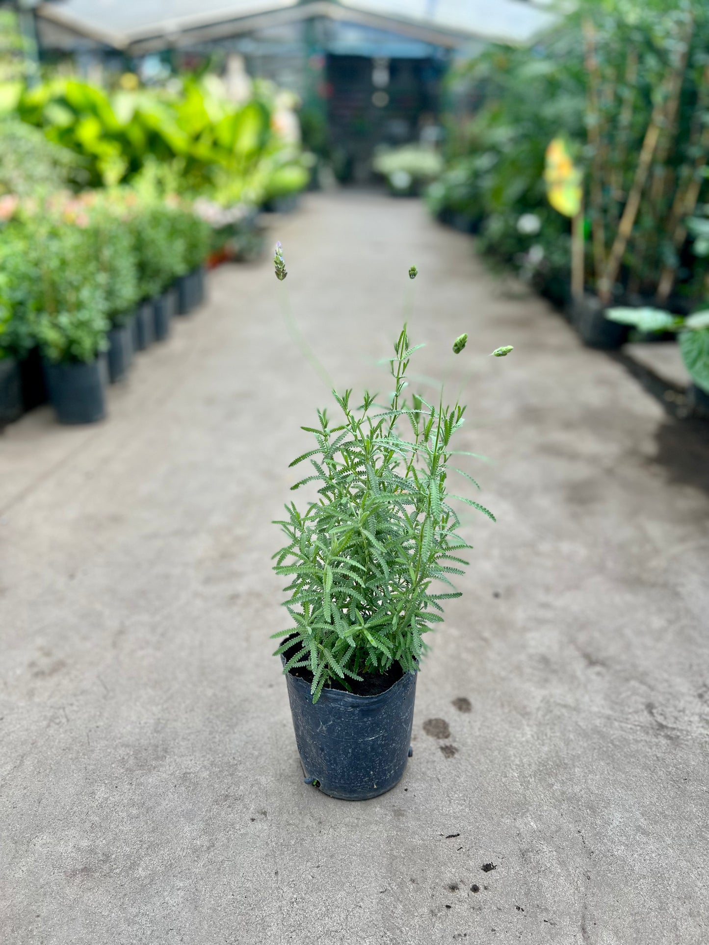 Lavanda 3L