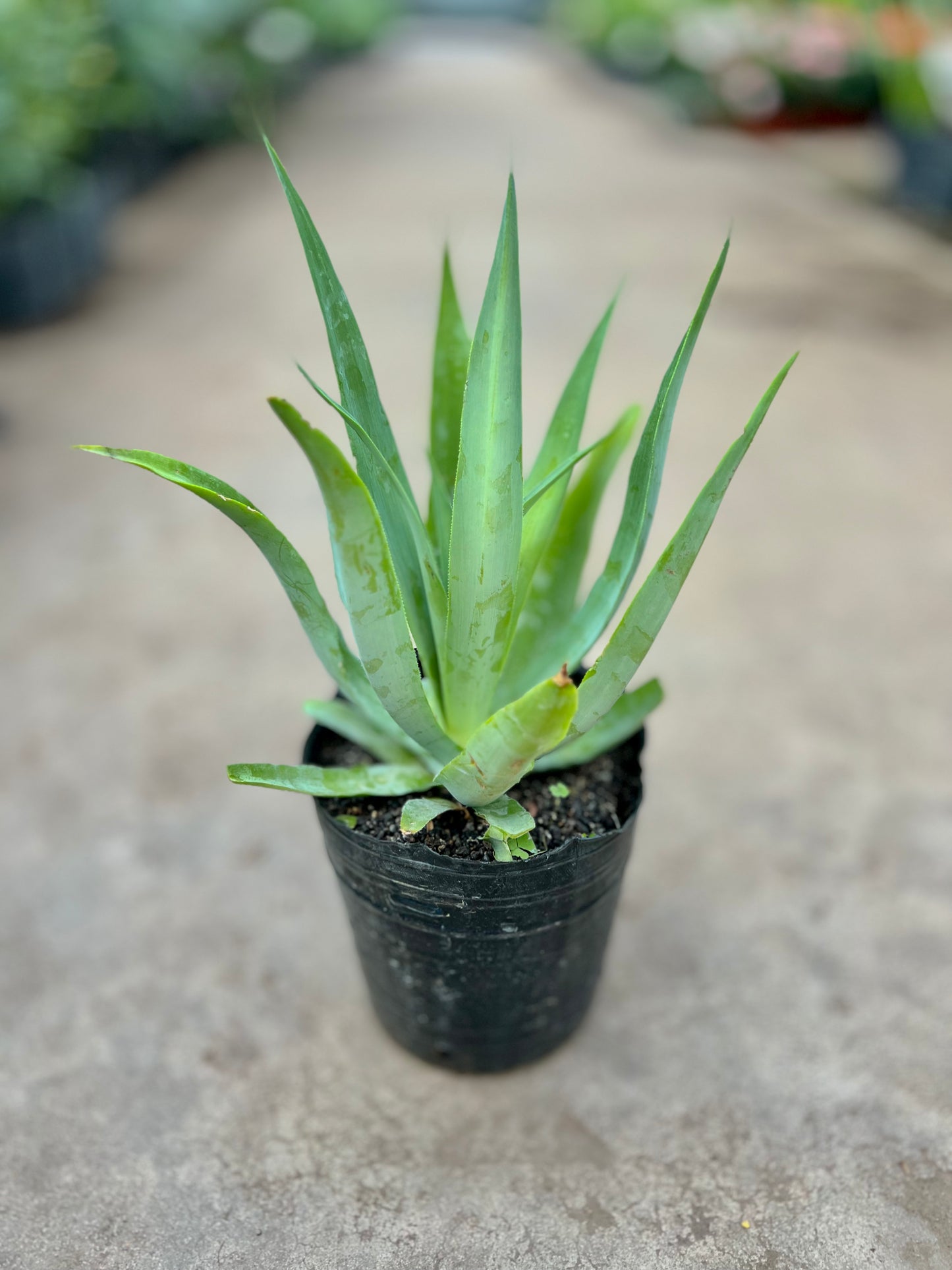 Agave Atenuata 3L