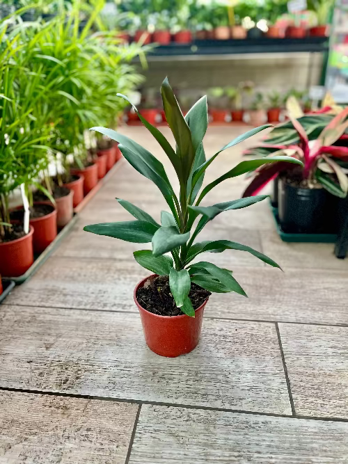 Dracena Robusta M14