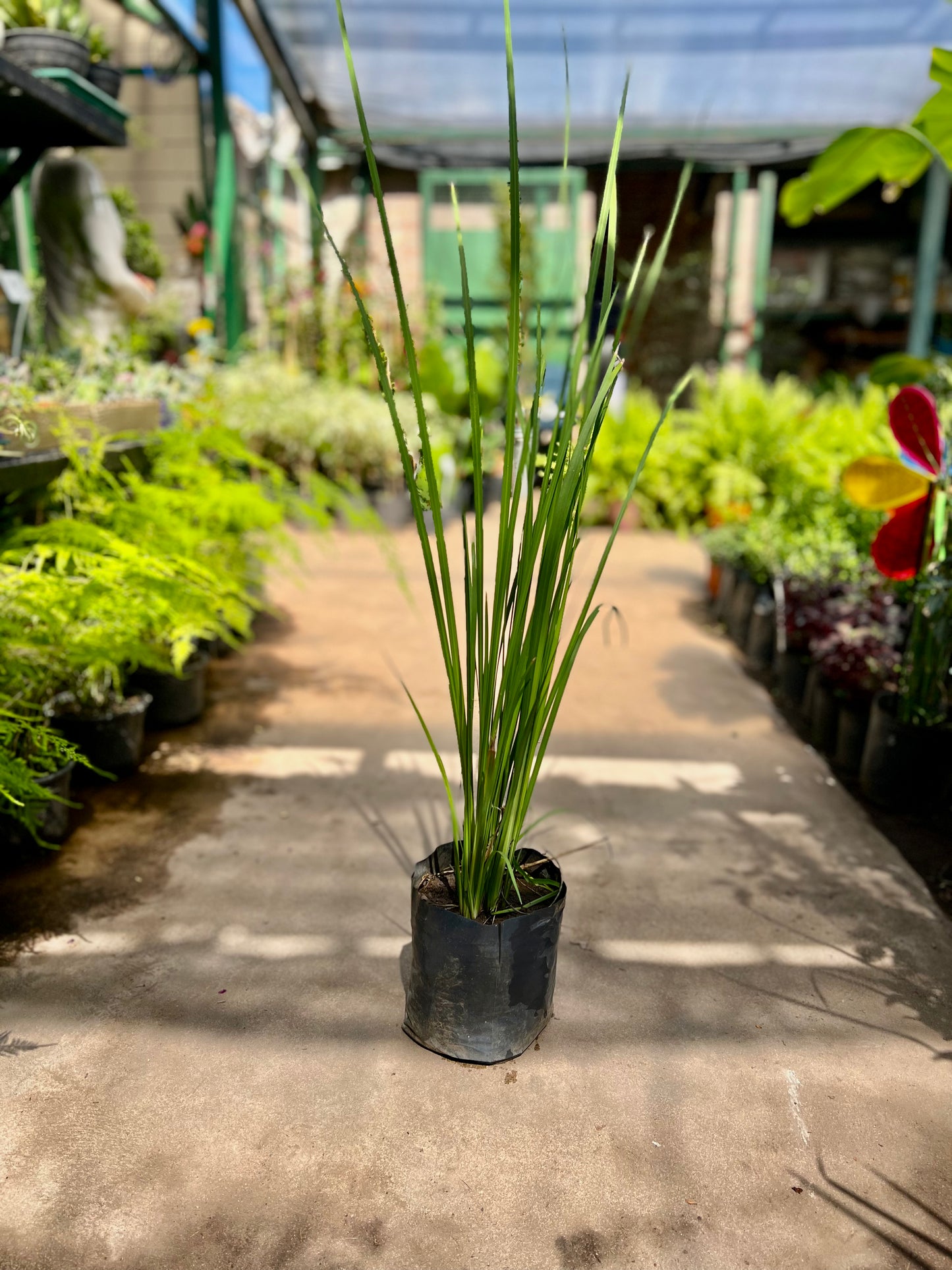 Dietes Bicolor 3L