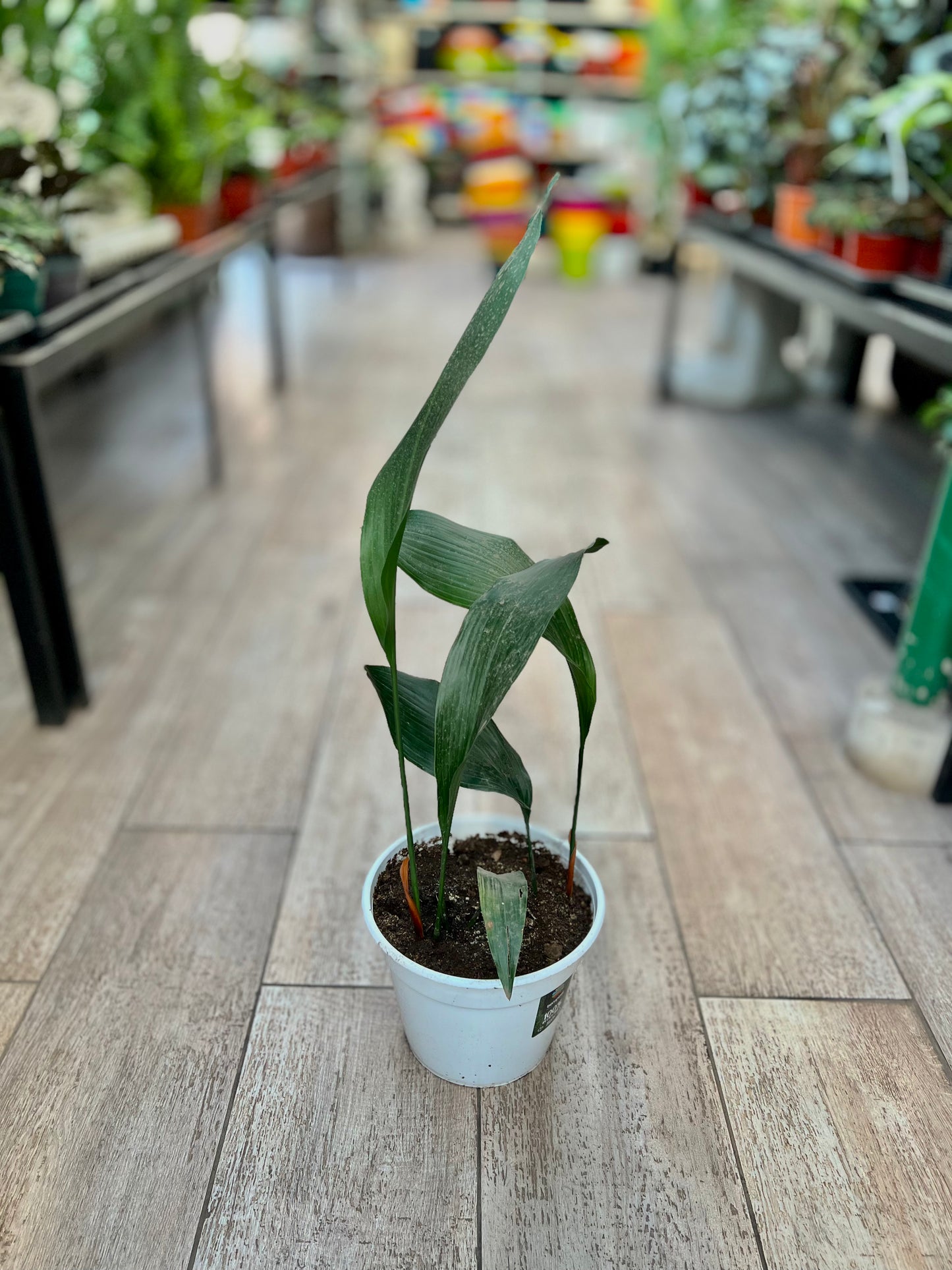 Aspidistra Hoja de salon