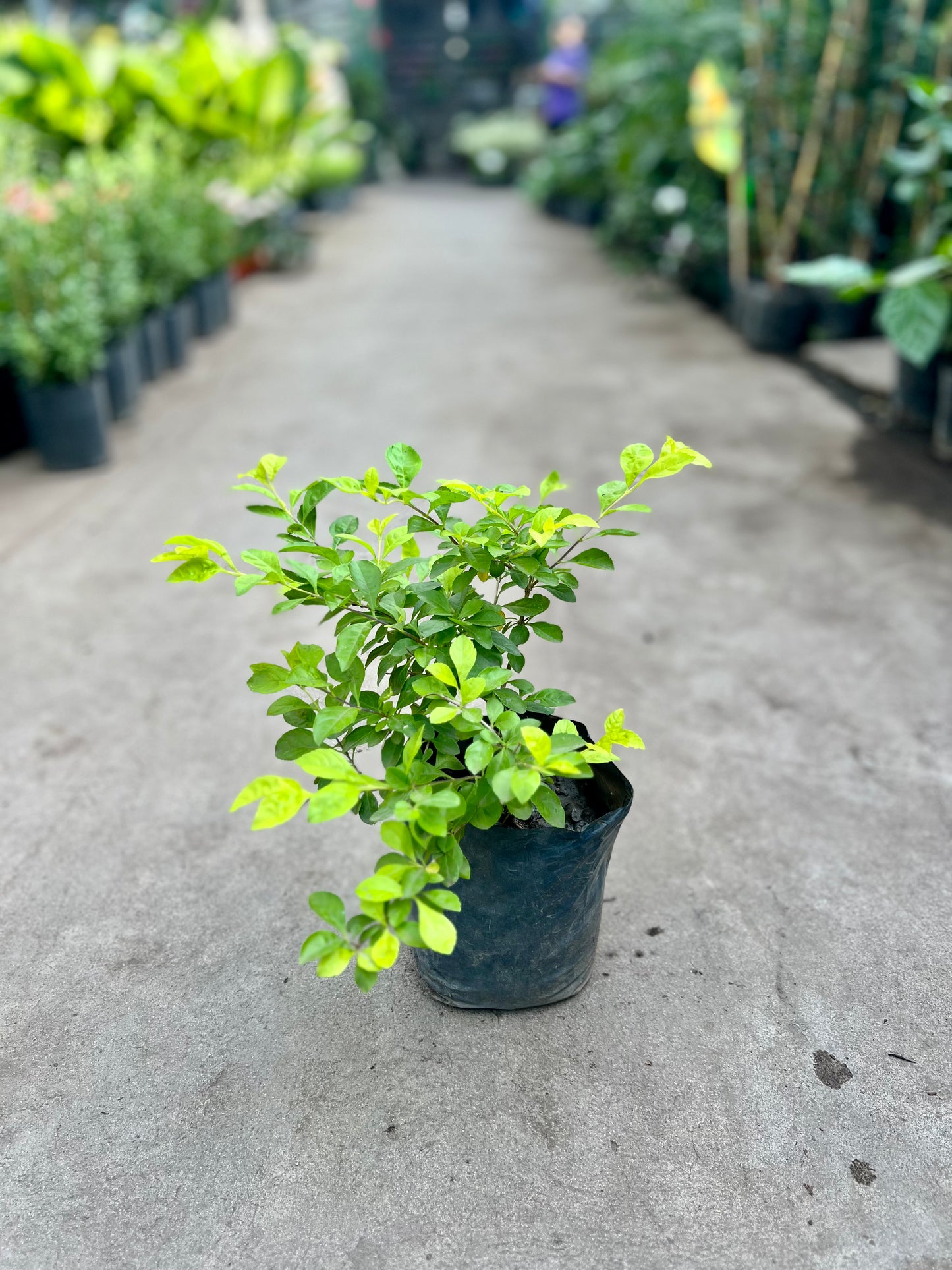 Duranta Lemon 3L