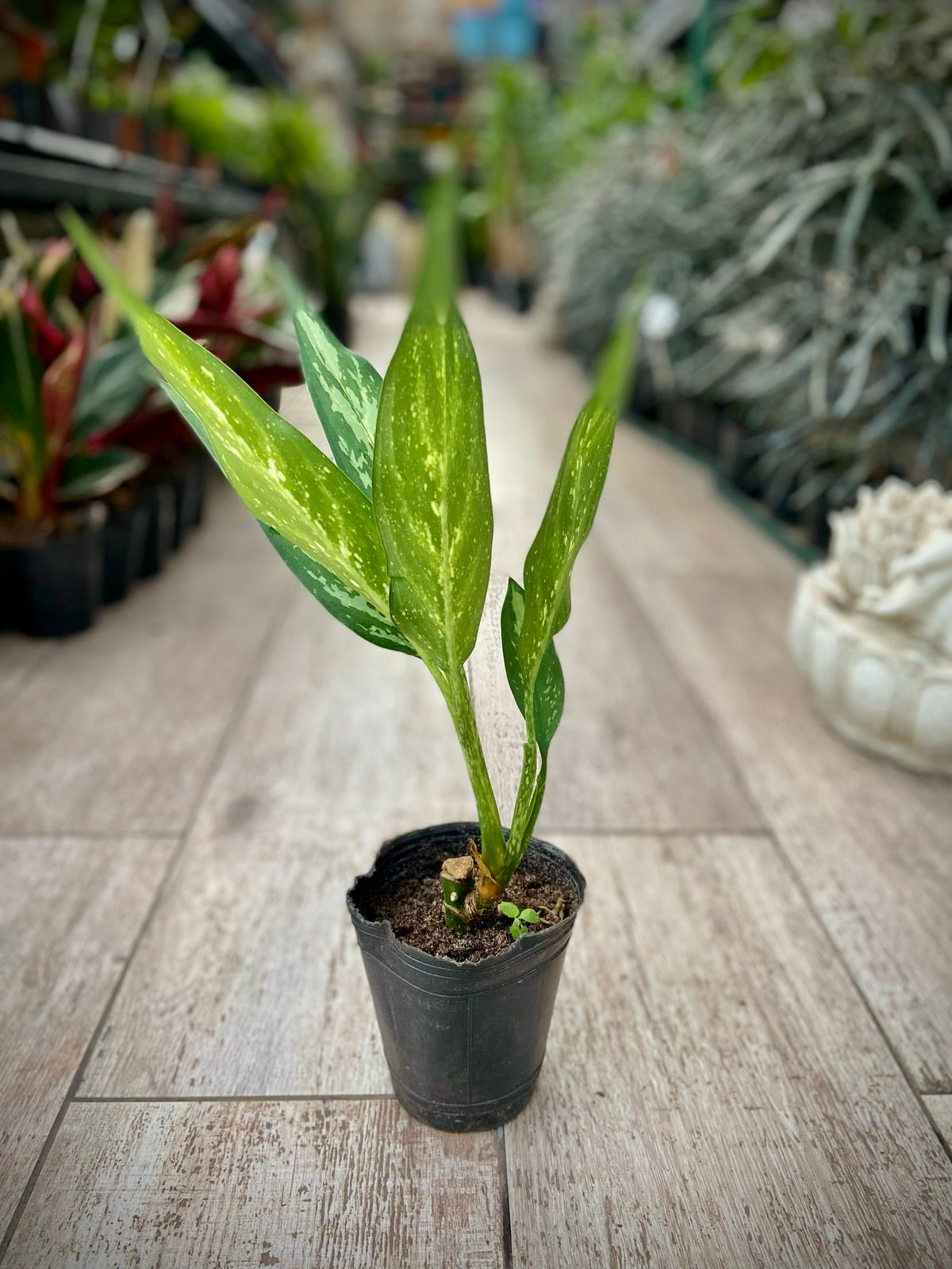 Aglonema Silver S12