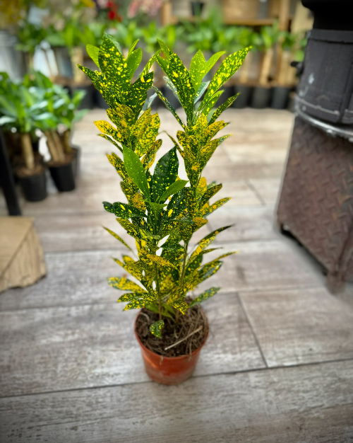 Croton Mandarina M14