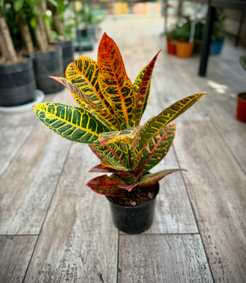 Croton Petra M15