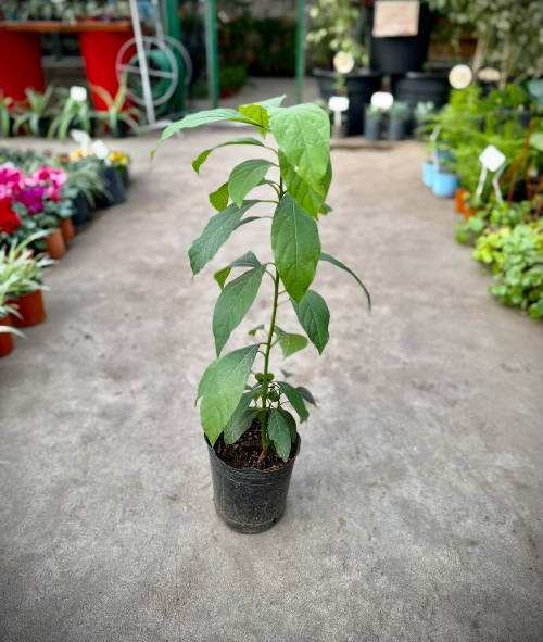 Palta 3L