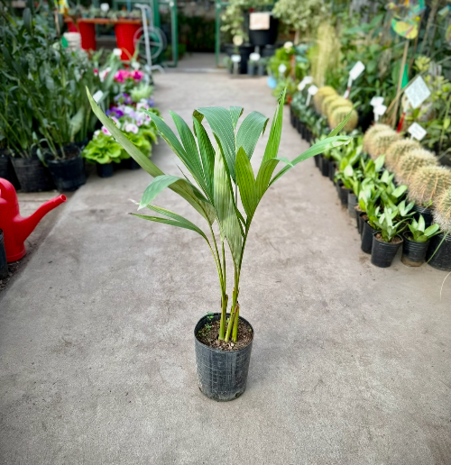 Palmera Seafortea 3L