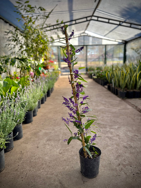 Handerbergia 3L