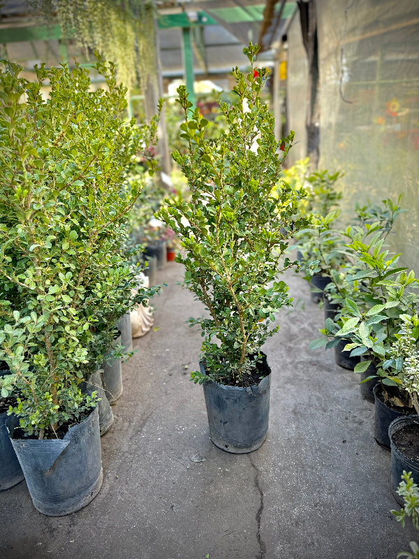 Buxus 7L