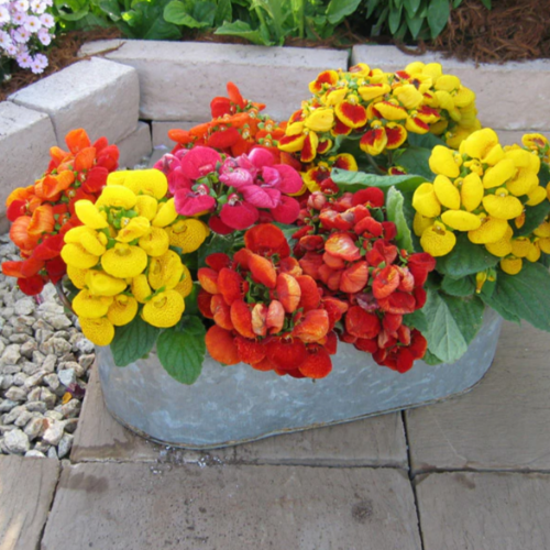 Calceolaria