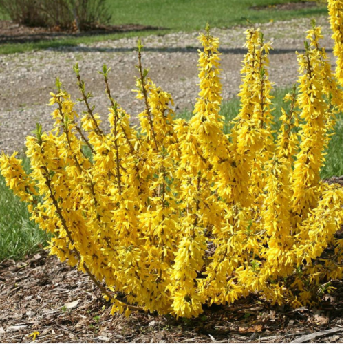 Forsitia o mimbre japonés amarillo