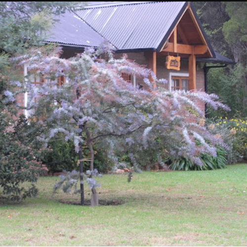 Acacia Baileriana rubra 1.60M