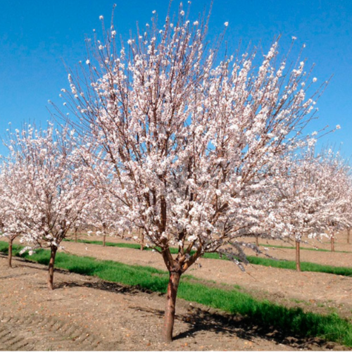 Almendra 10L