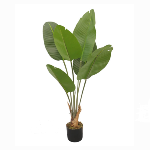 TF Banano 60cm 03393