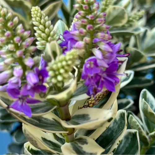 Veronica Disciplinada 3L