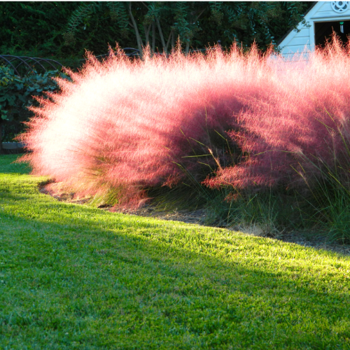 Mulembergia Pink