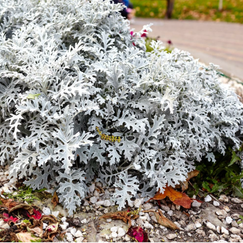 OR Cineraria MariItima 3L