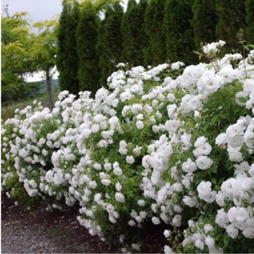 Rosa ICEBERG