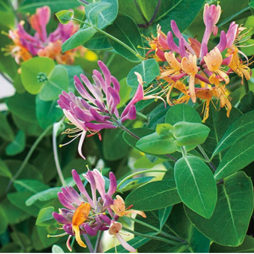Madre Selva ROSADA
