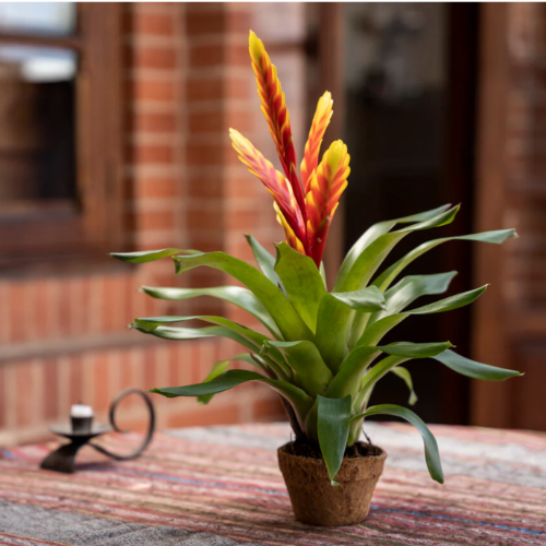 Bromelia Vriesea M14