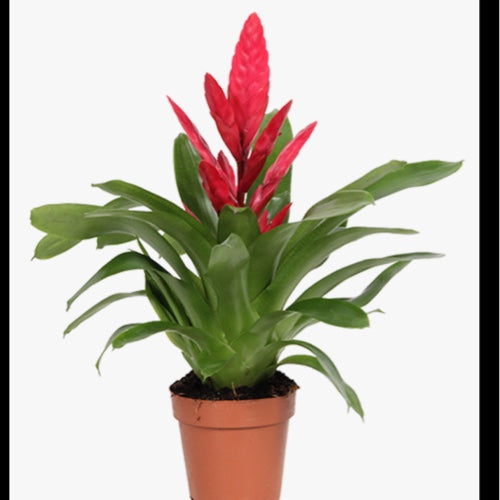 Bromelia Vriesea M14