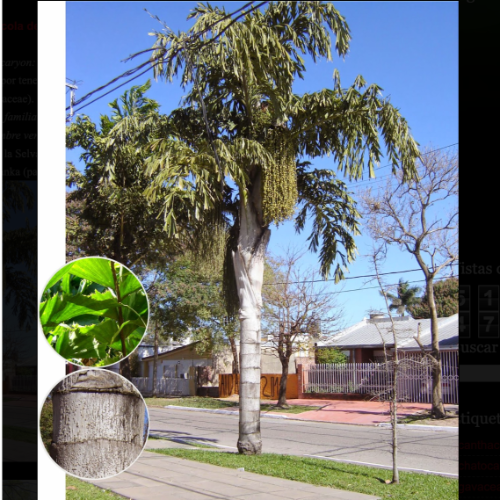 (YOS) Cariota 15L