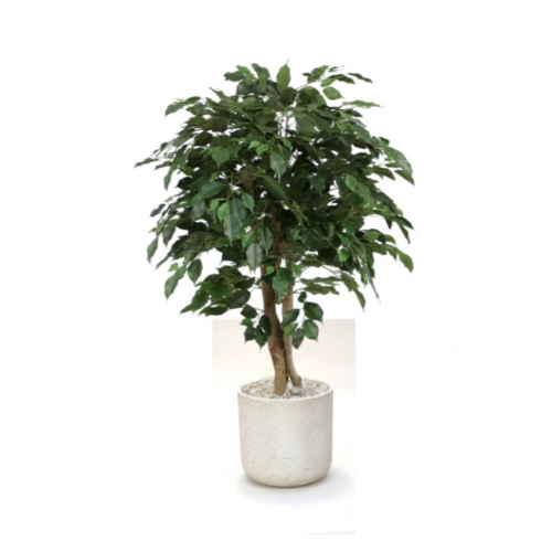 Ficus 3L