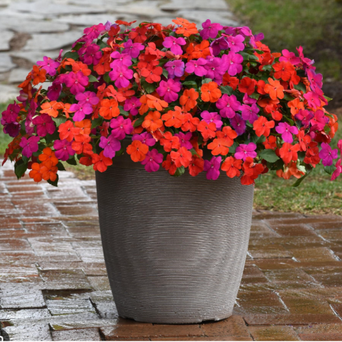 Impatiens  M15