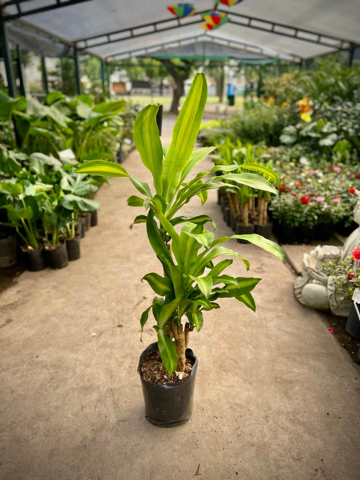 Palo de Agua 7L