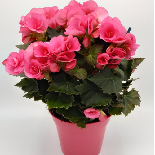 Begonia Elatior