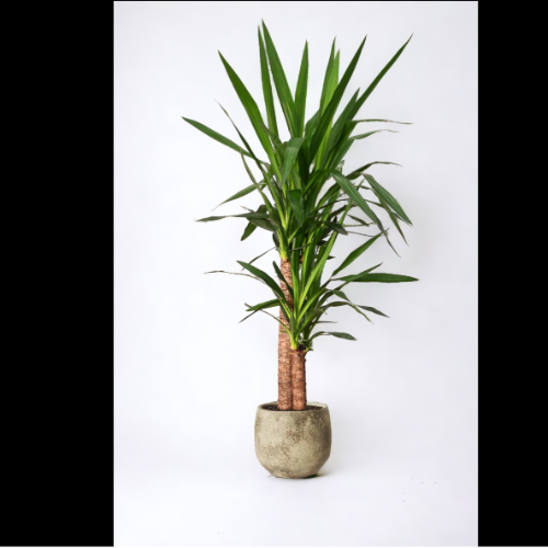 (YOS) Yuca 10L