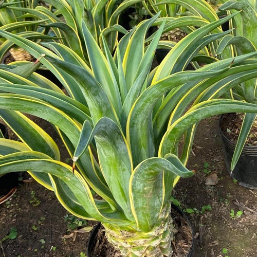 (YOS) Agave Disciplinado 20 lts EJEMPLAR