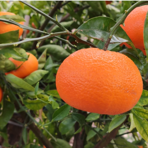 Mandarina NOVA
