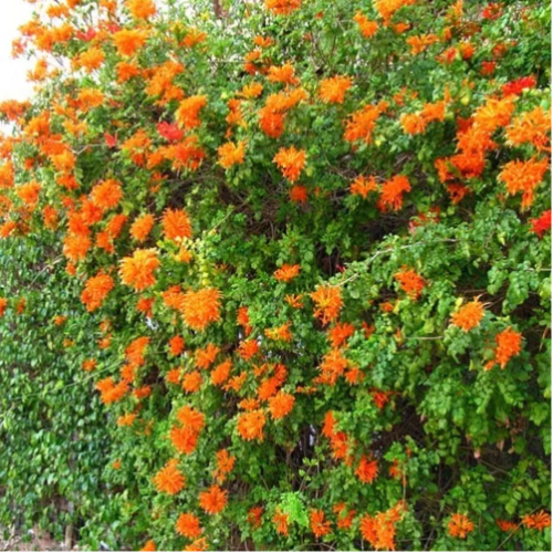 Bignonia Capensis 3L
