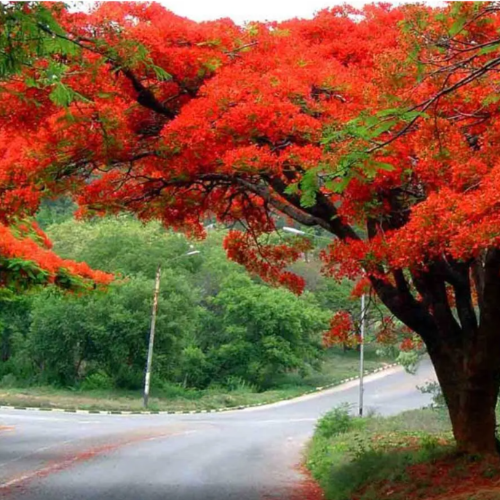 Chivato Flamboyan 3L