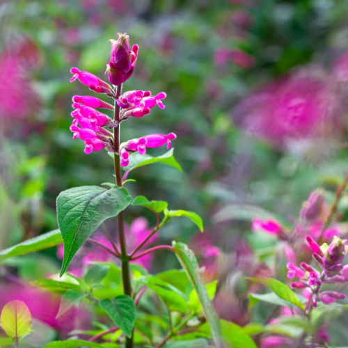 Salvia Involucrata 3L