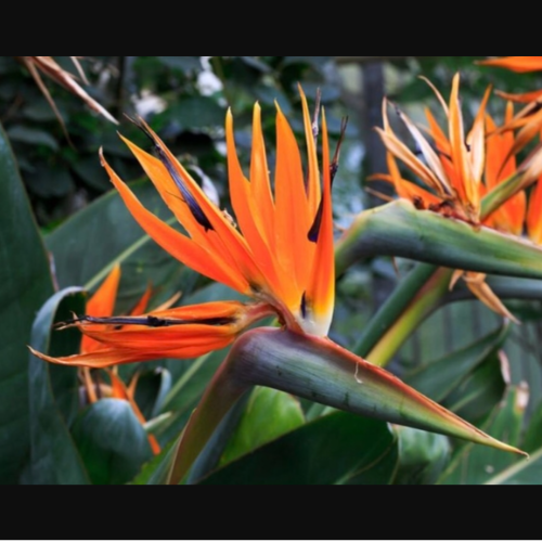 (YOS) Sterlitzia Reginae 10L
