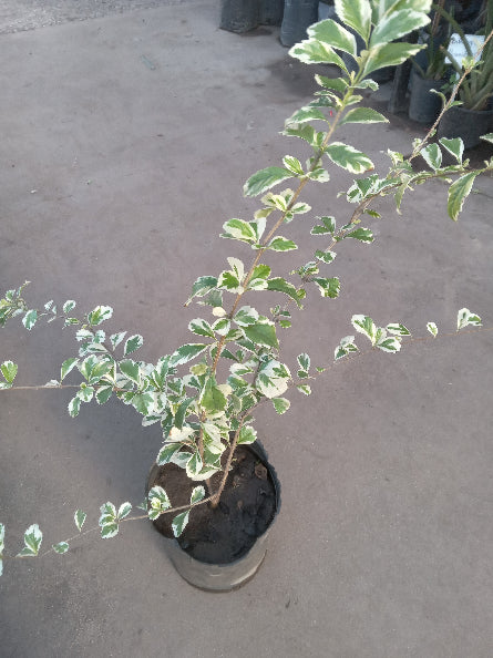 Duranta Alba