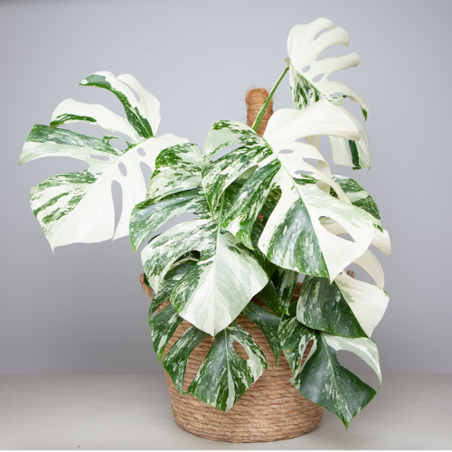 Monstera Variegada c/ tutor