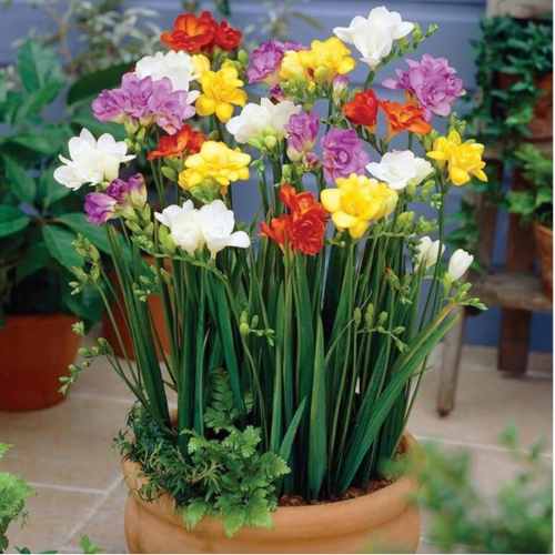 Fresia Planta