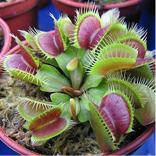 Venus Atrapamosca