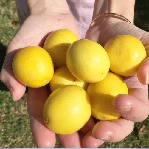 Limon Sutil Limequat