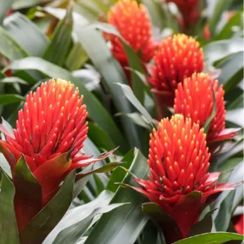 Bromelia BILLBERGIA PIRAMIDALIS