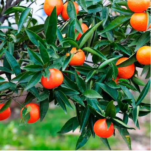 Mandarina ENCORE