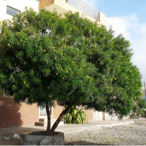 Tevetia o Adelfa 4L